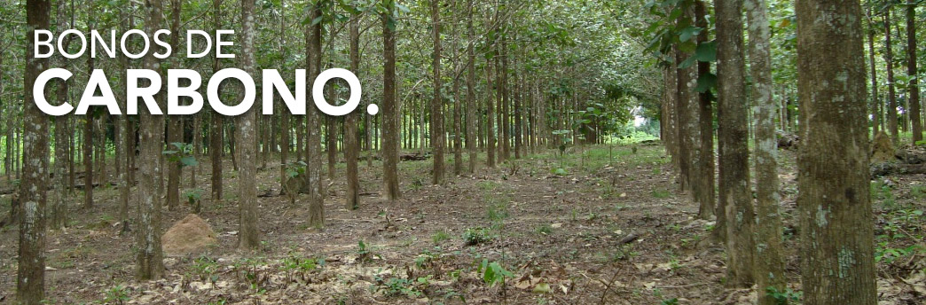 Bonos de Carbono
